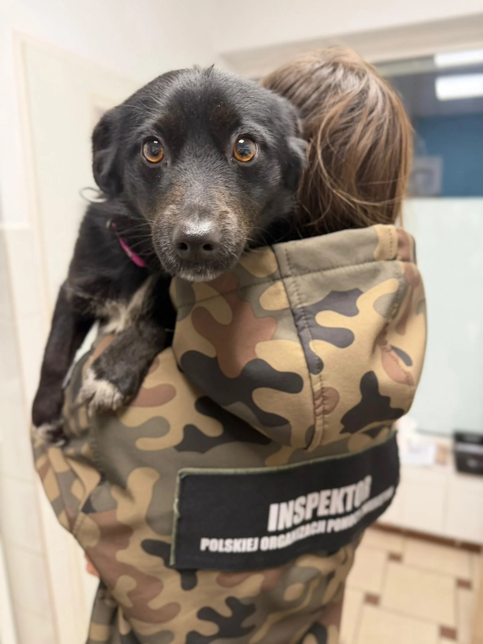 Wolontariuszka POPZ ratująca psa w zimowych warunkach