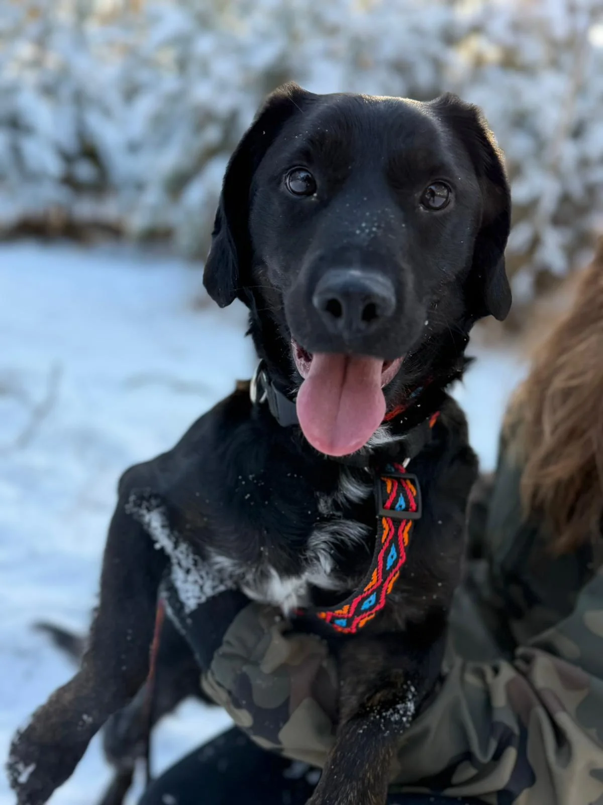Czarny labrador szukający domu
