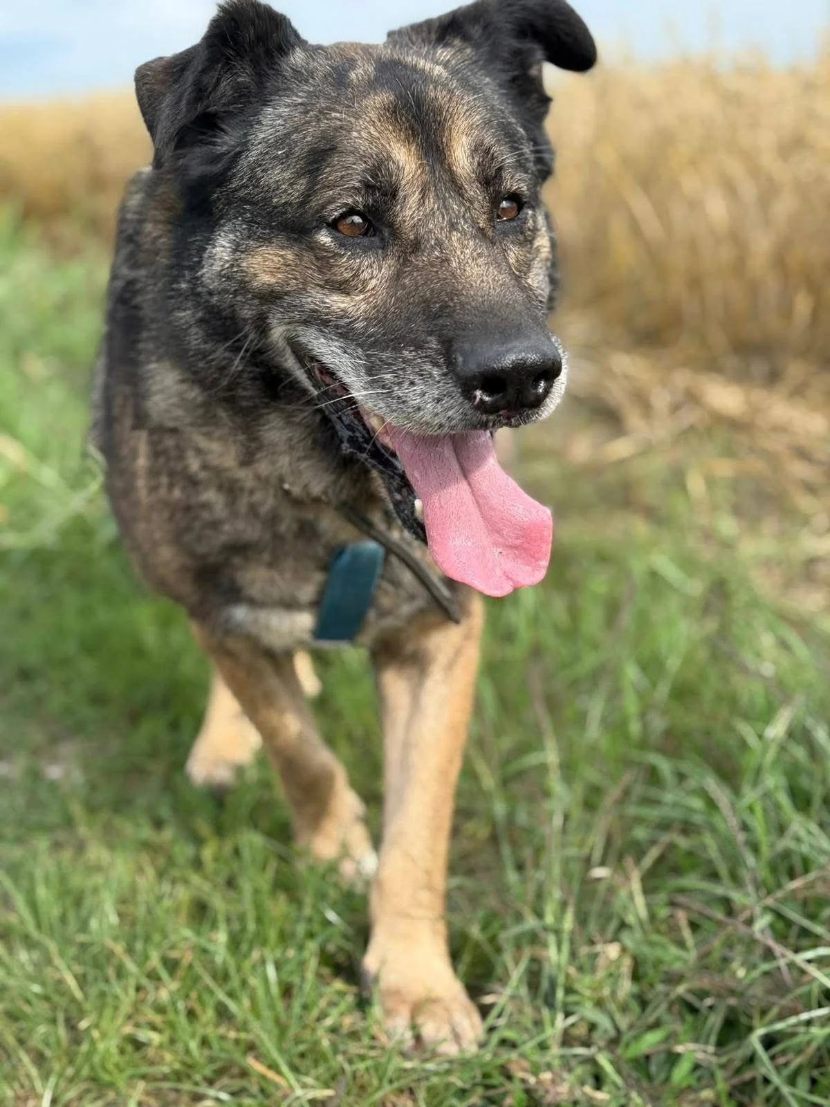 Starszy pies czekający na adopcję