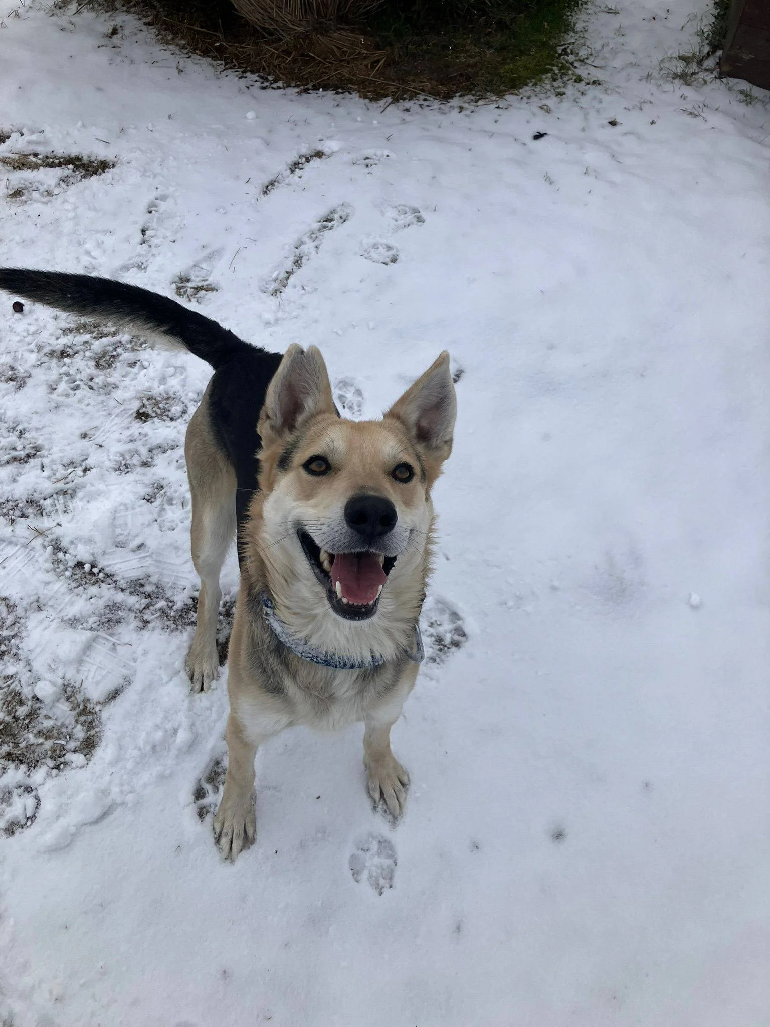 Uroczy zwierzak do adopcji