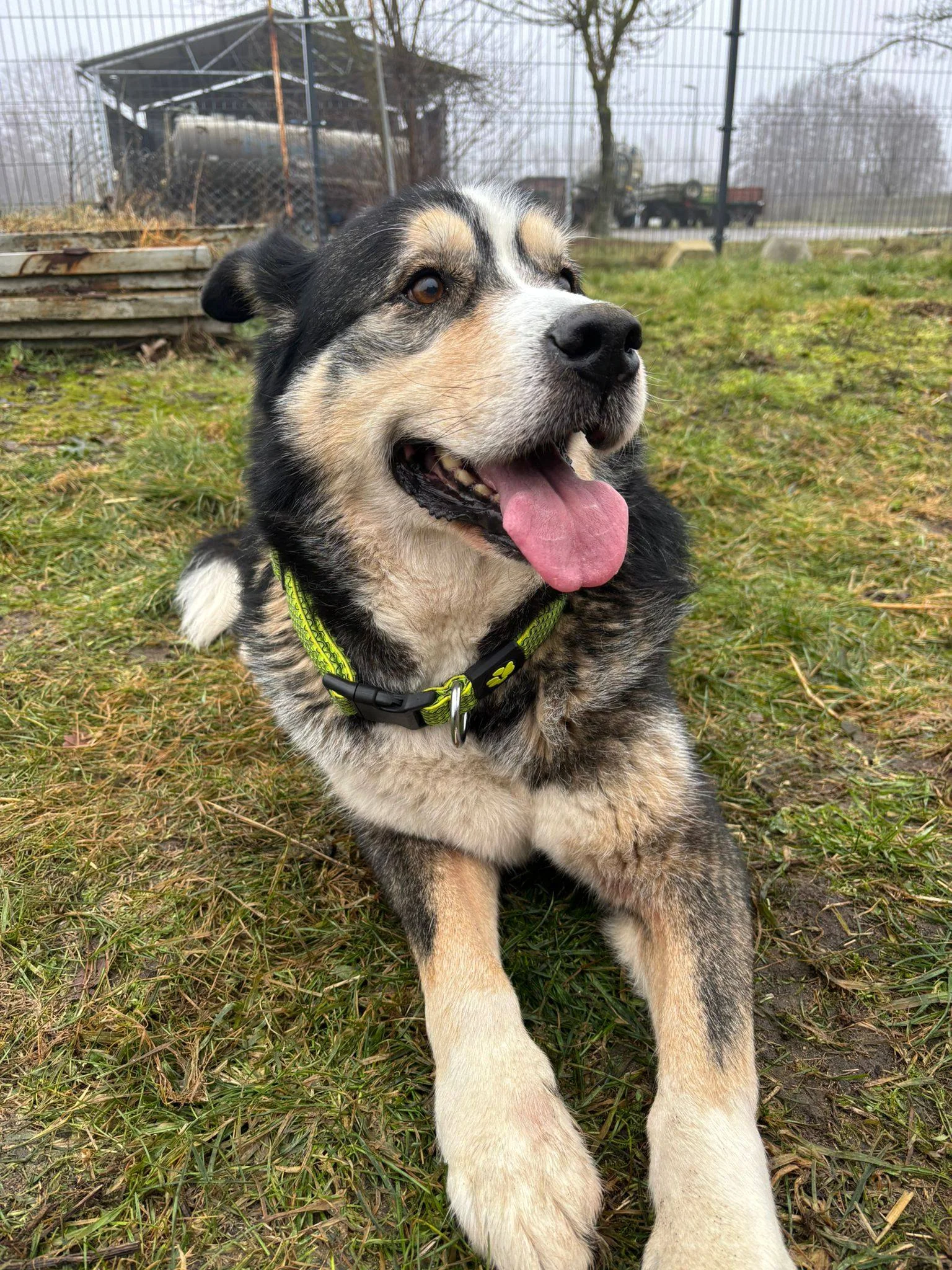 Pies uratowany z trudnych warunków