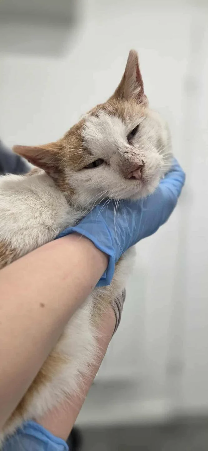 Kolejny mieszkaniec schroniska