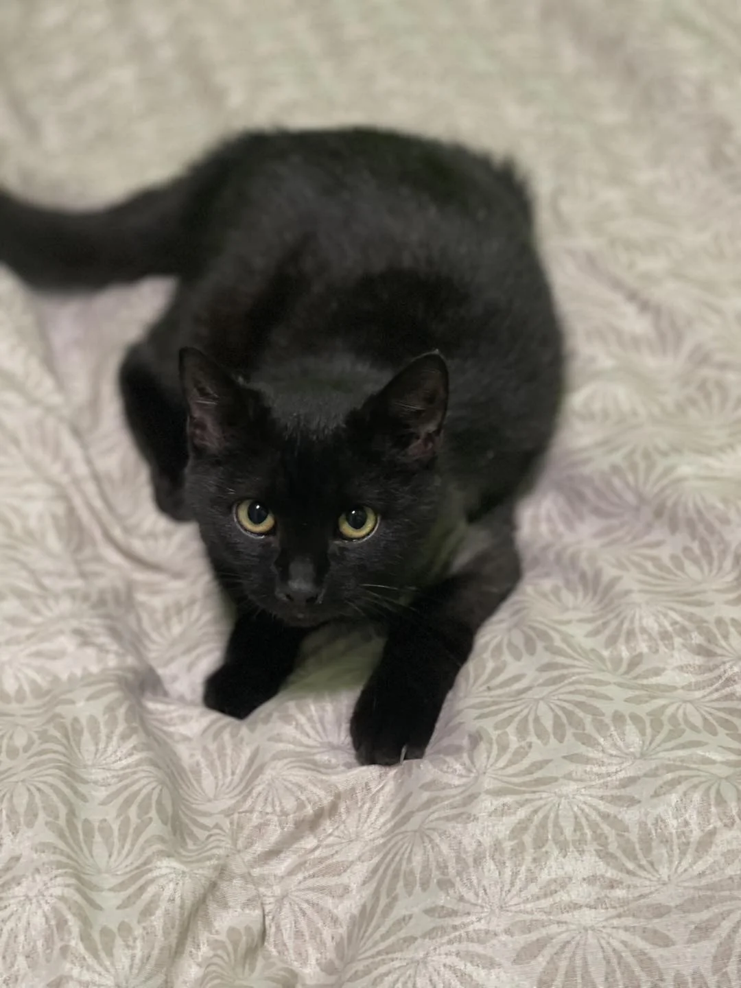 Czarny kot szukający domu