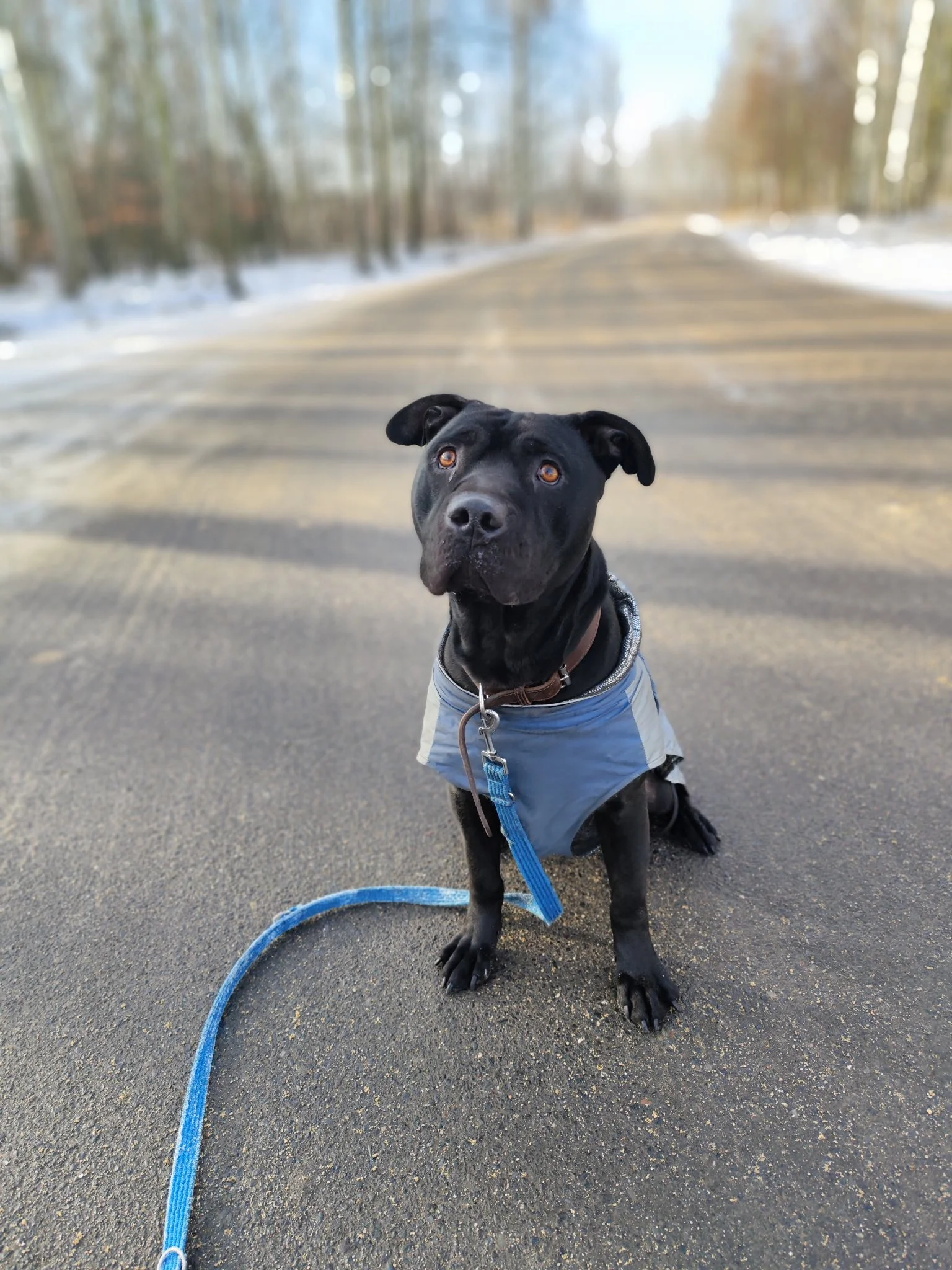 Czarny pies gotowy do adopcji