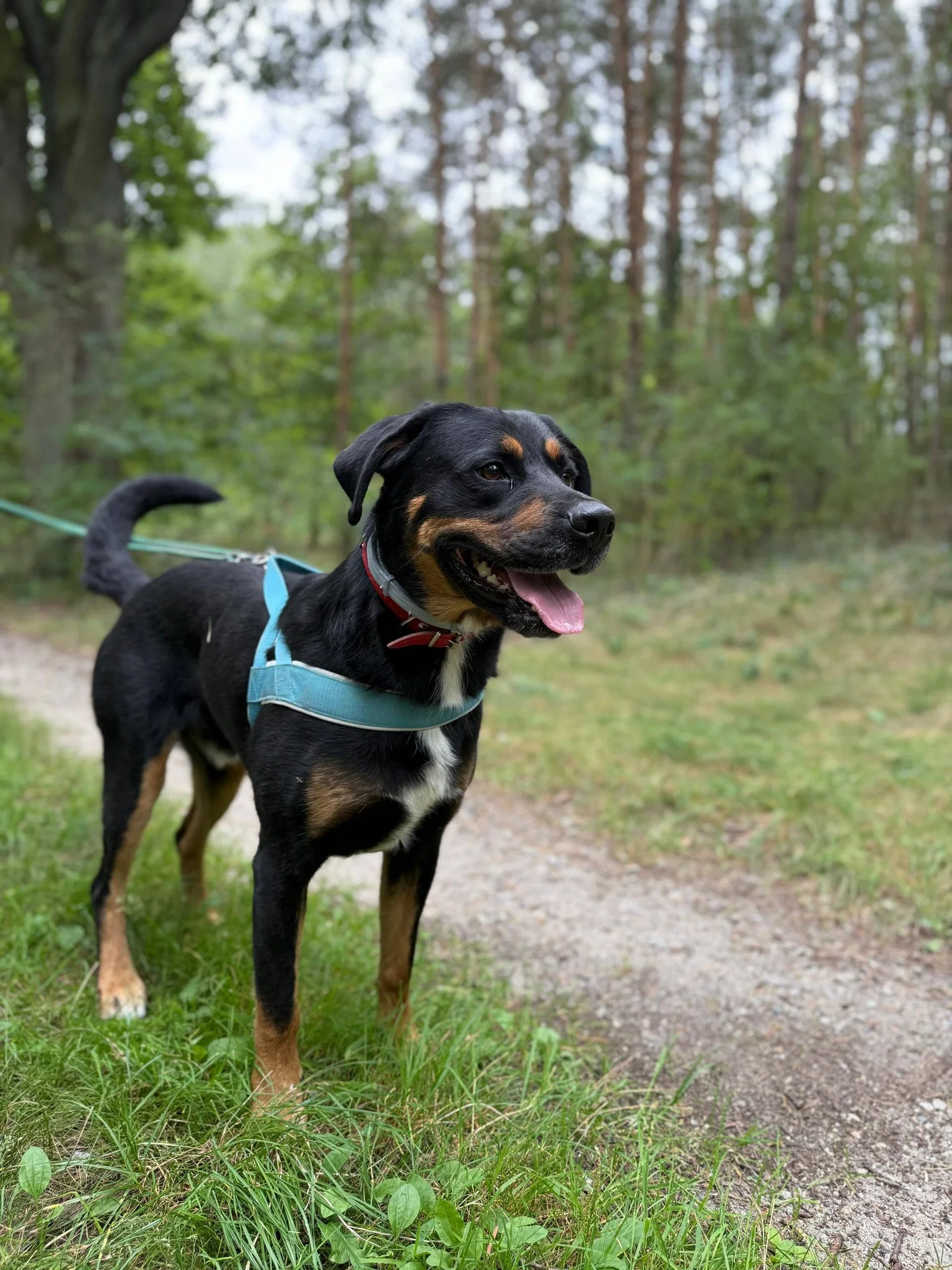 Pies na spacerze w przytuliskowym ogrodzie