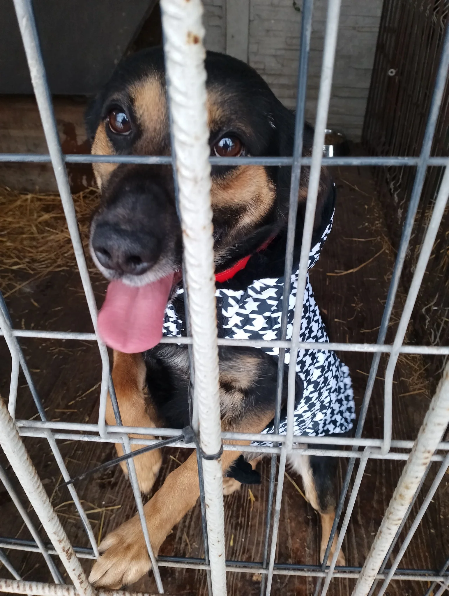 Pies w przytuliskowym kojcu marzący o domu