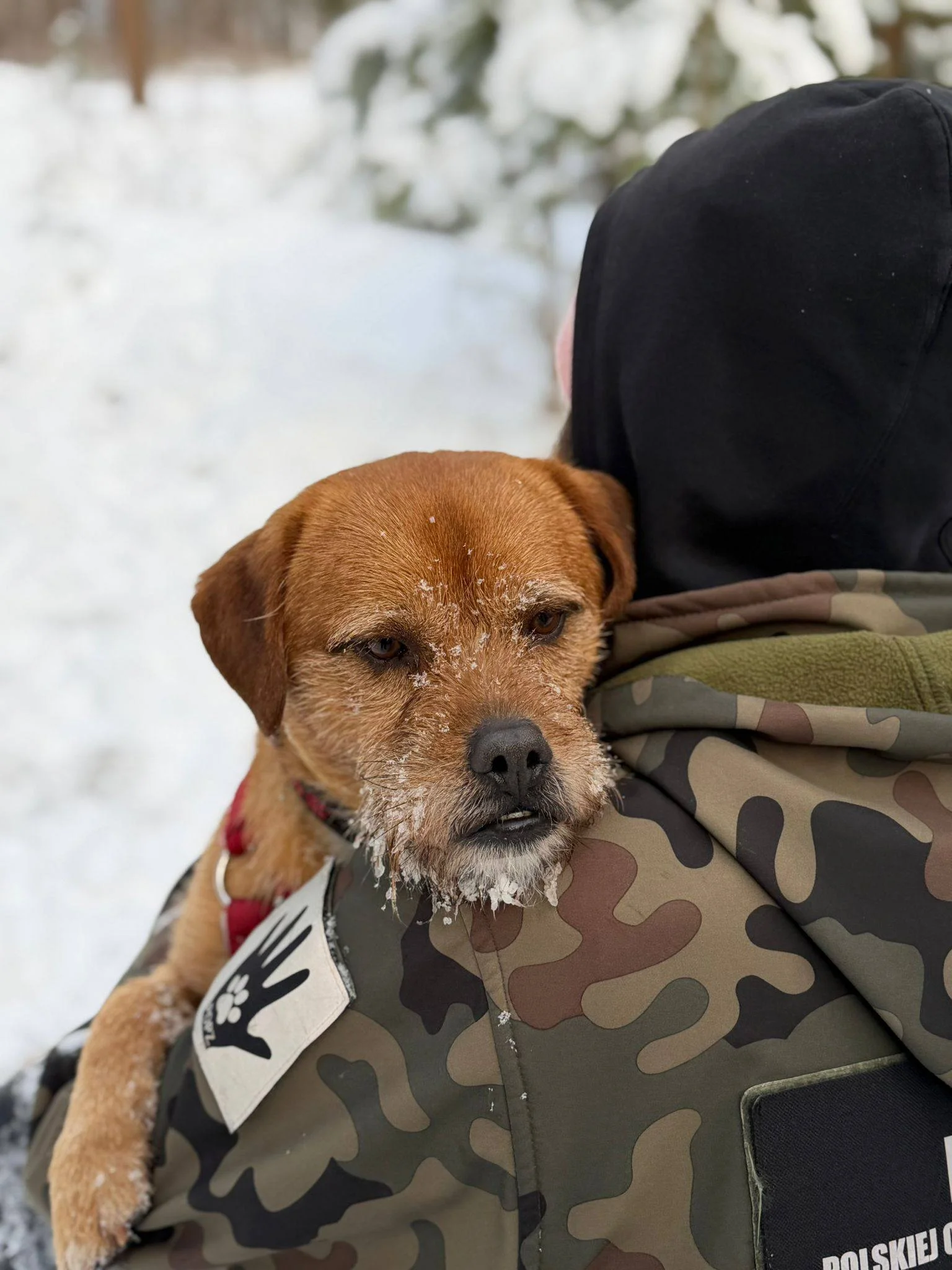 Wolontariuszka spaceruje z psem w zimie – codzienność w POPZ