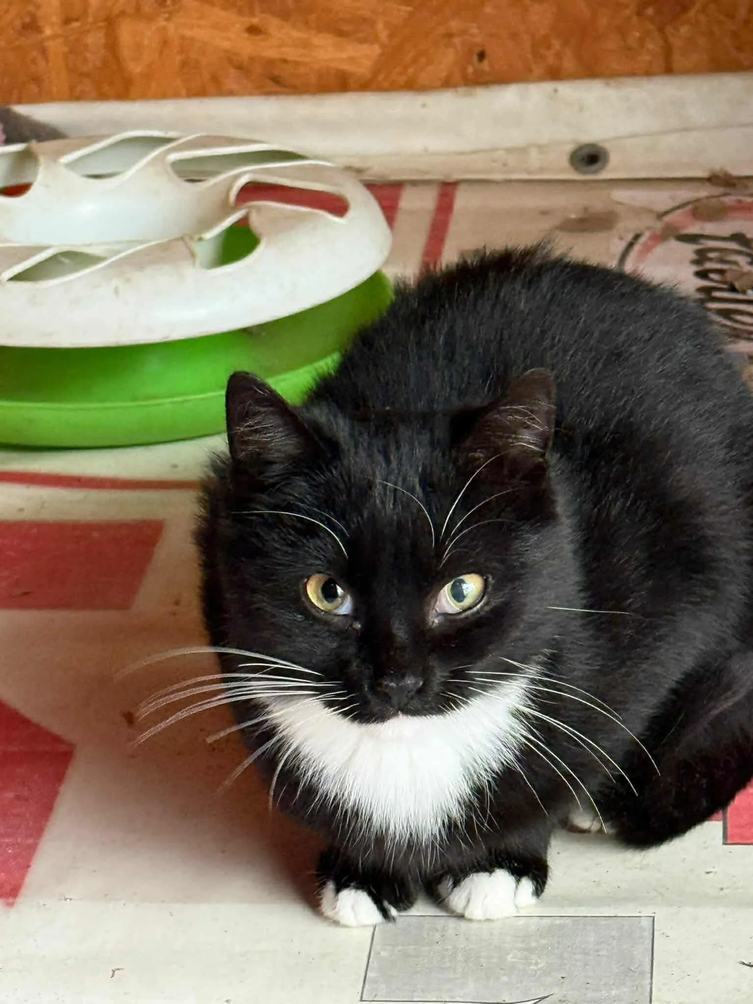 Pies uratowany z interwencji czekający na nowy dom