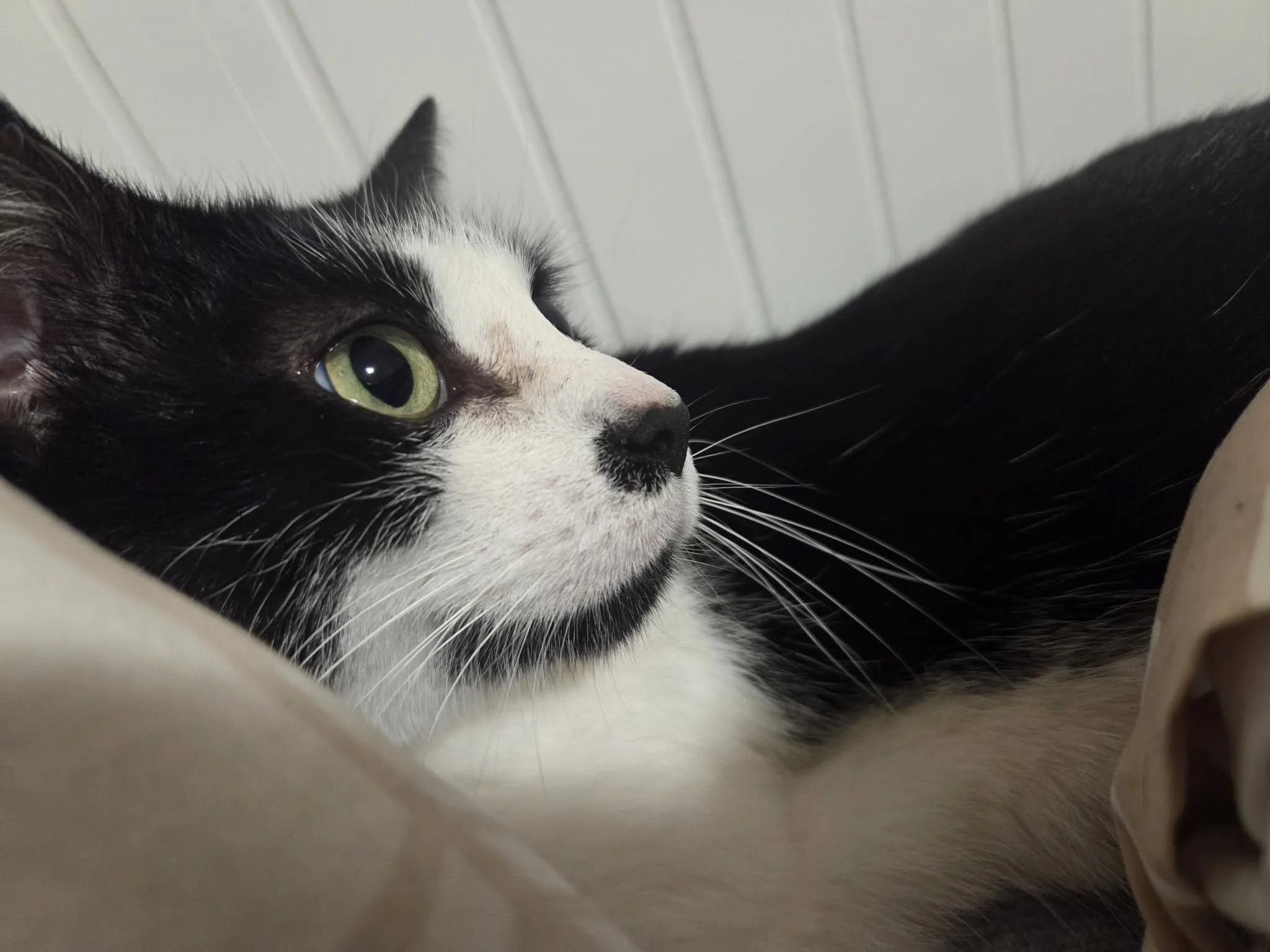 Pies wypatrujący nowego właściciela